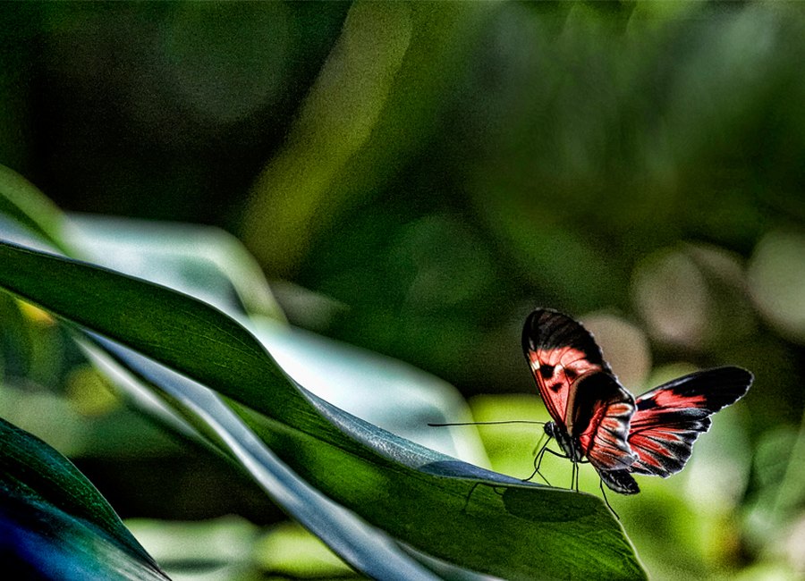Butterfly macro photo