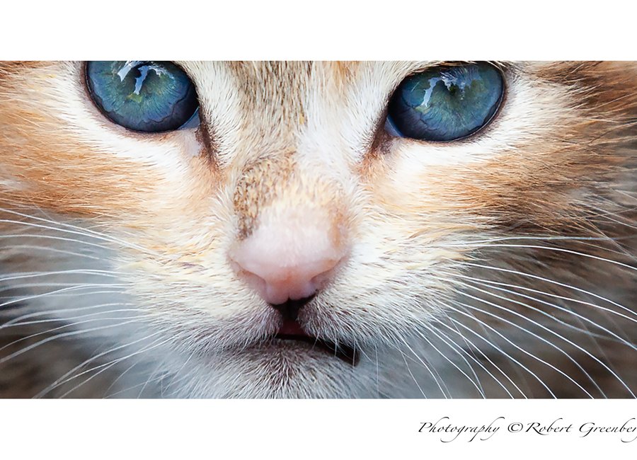 Cat portrait photograph